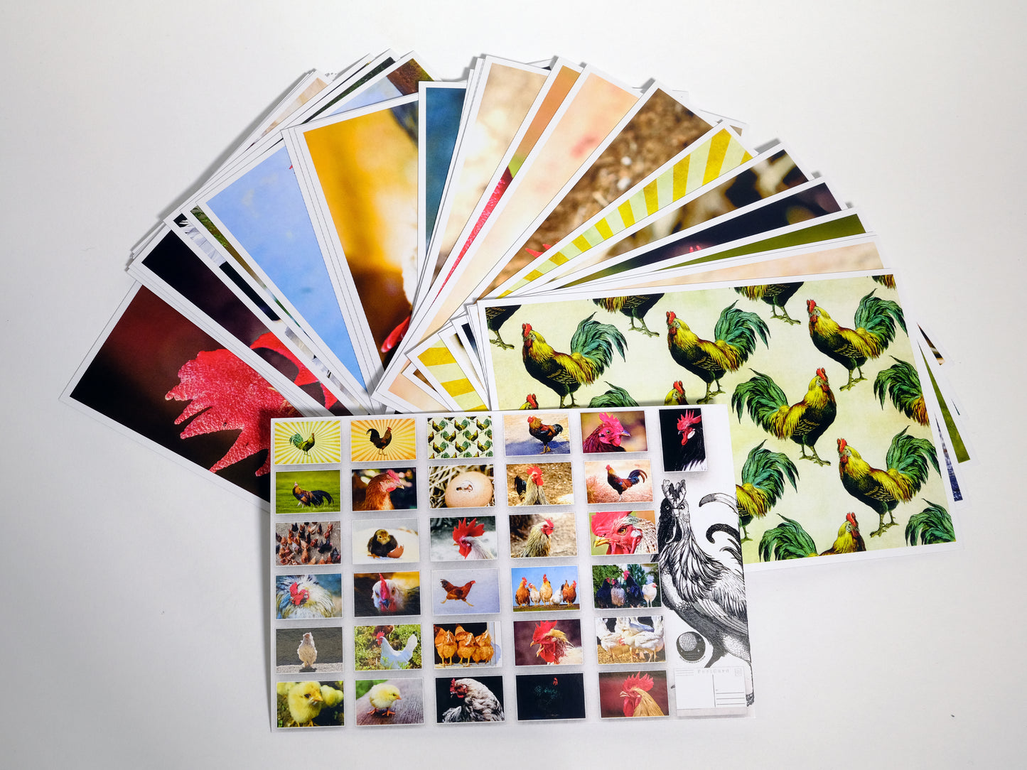 Chicken Postcards - Set of 31