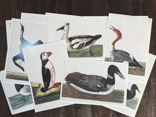 18th Century British Waterfowl Postcards - Set of 15