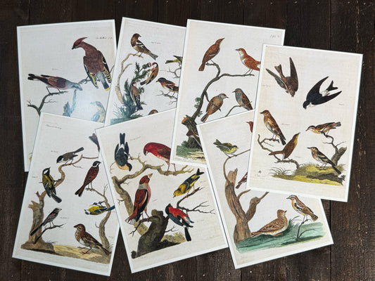 18th-Century British Bird Postcards - Set of 10