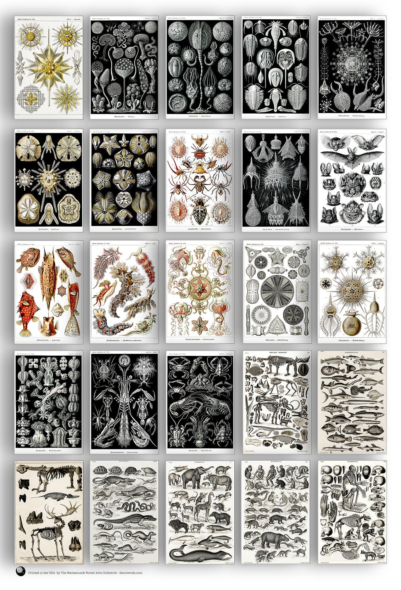 Natural Wonders Postcard Set - Set of 25 Postcards - Vintage - Nature - Scrapbooking Post Cards
