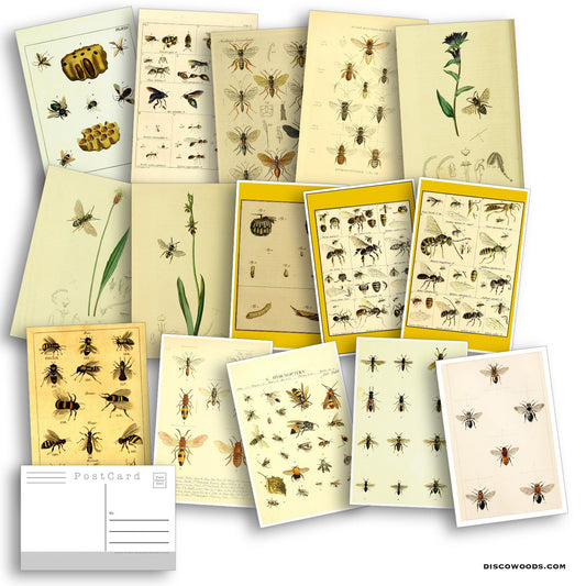 Bees Postcards - Set of 27