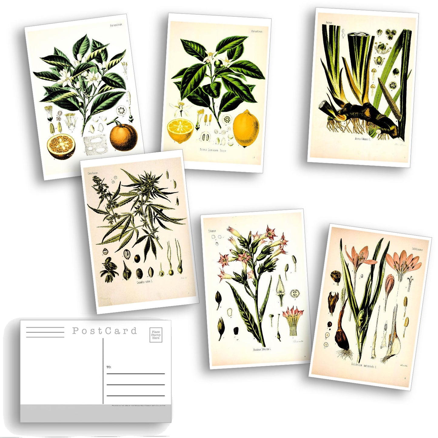 Botanical Postcard Set - Set of 26 Postcards - Vintage - Nature - Scrapbooking Post Cards - plant drawings - Natural Wonders