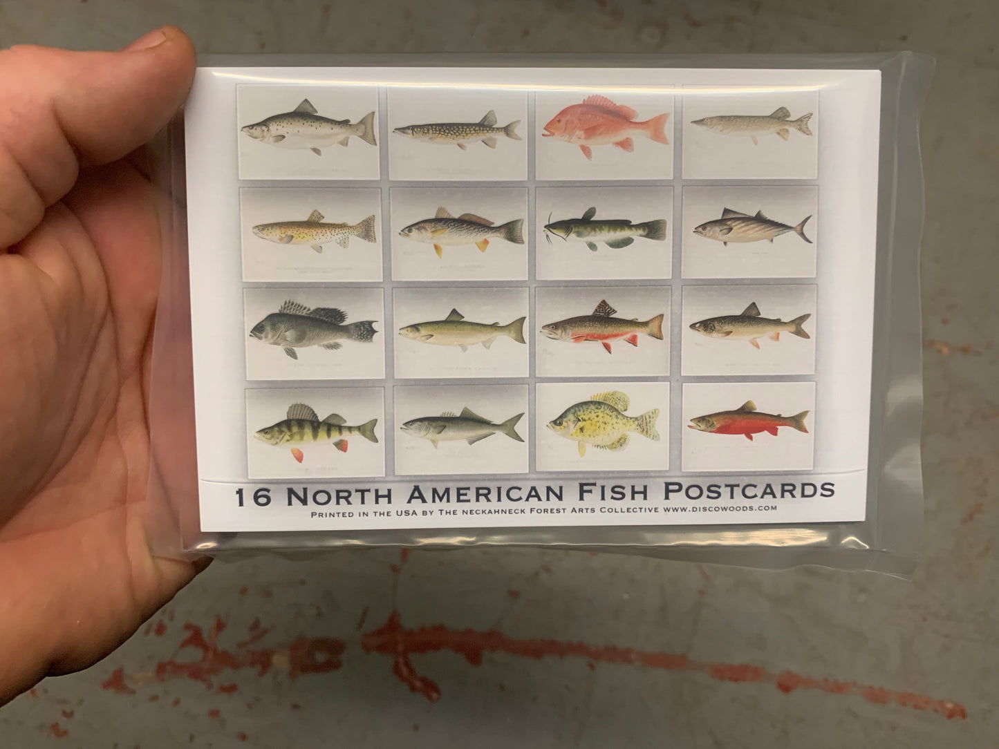 North American Fish Postcard Bulk Pack Of 16 - Fishing - Outdoors - Nature - Post Cards - Wall Art - Scrapbook