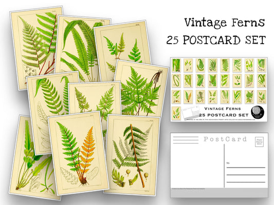 Vintage Ferns Postcards - Set of 25