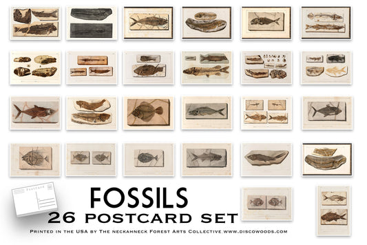 Vintage Fossils Postcards - Set of 26