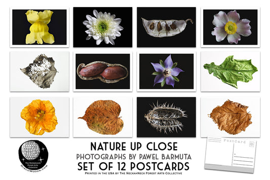 Nature Close Up Postcard Set - Set of 24