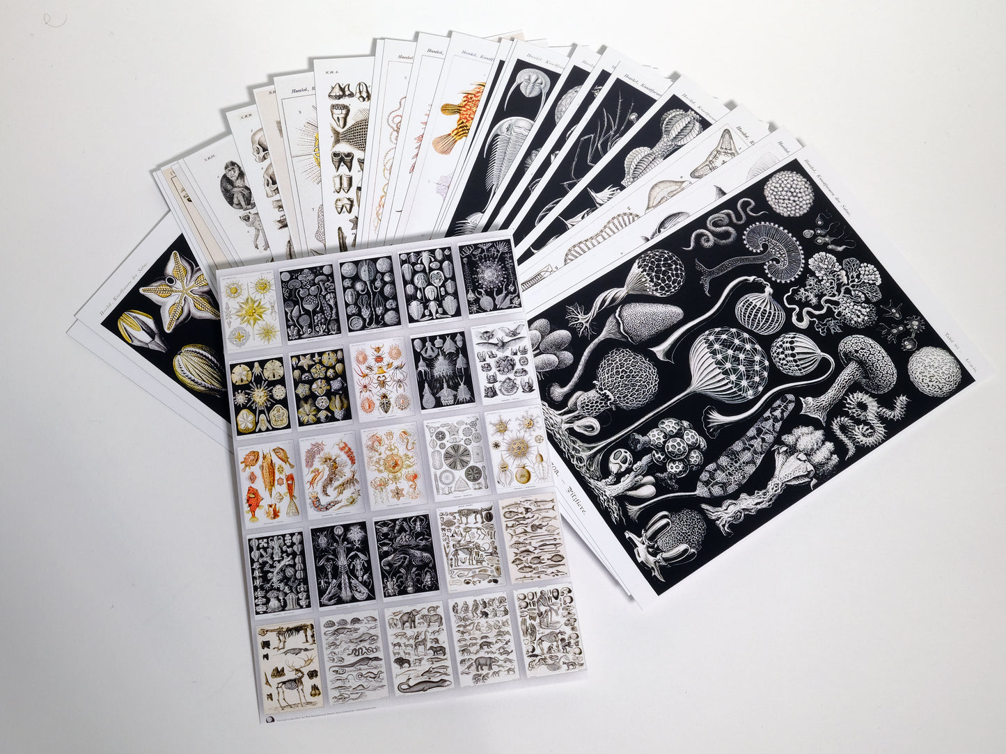 Natural Wonders Postcards- Set of 25