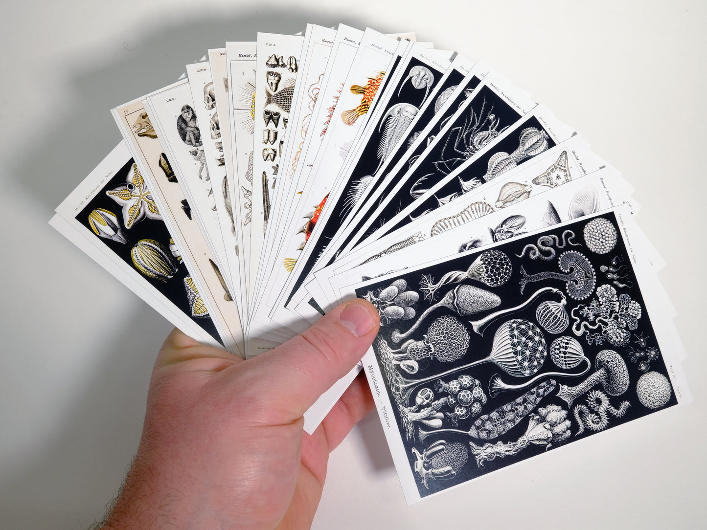 Natural Wonders Postcards- Set of 25