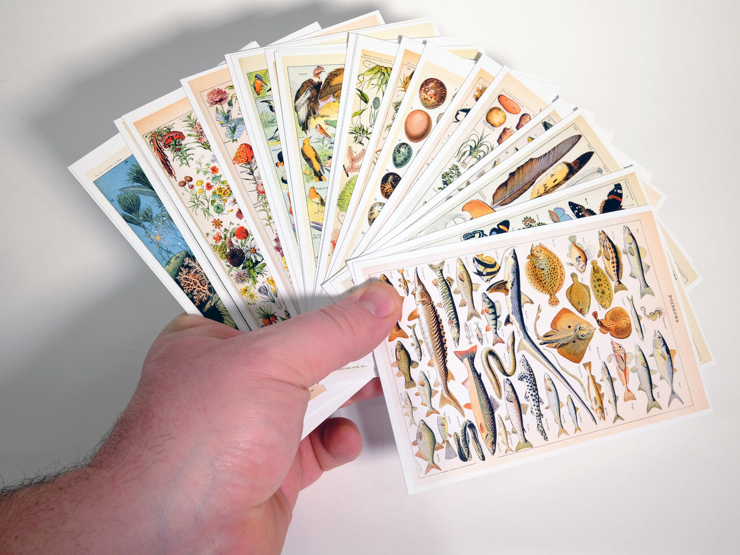 Natural Wonders Postcards Pack (2) - Set of 20