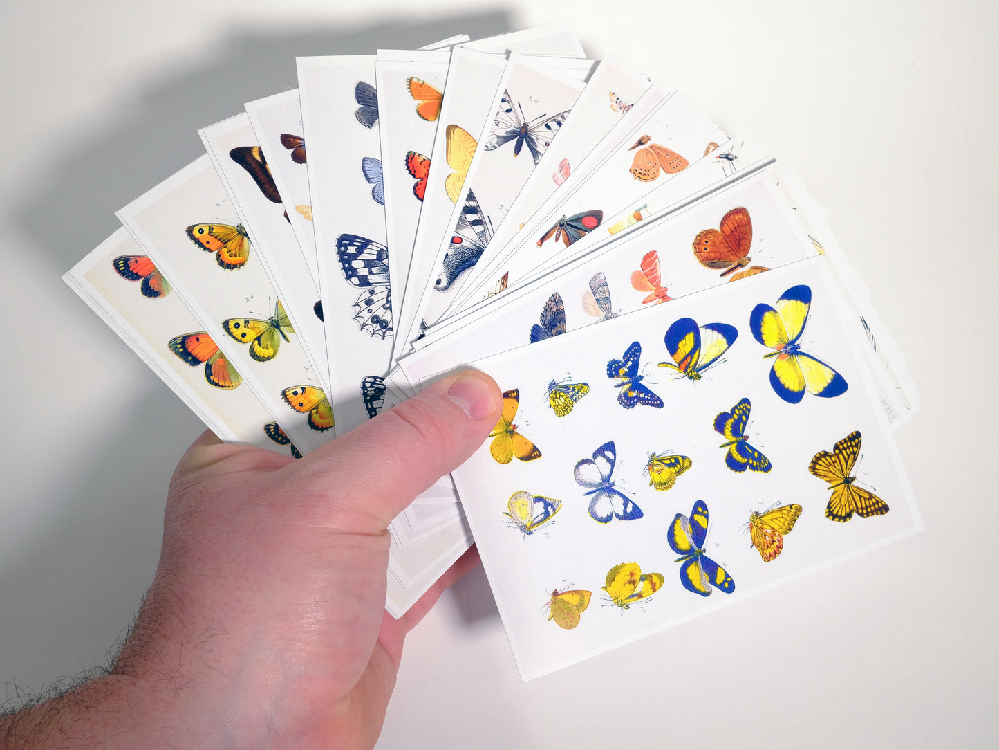 Butterfly Postcards - Set of 25