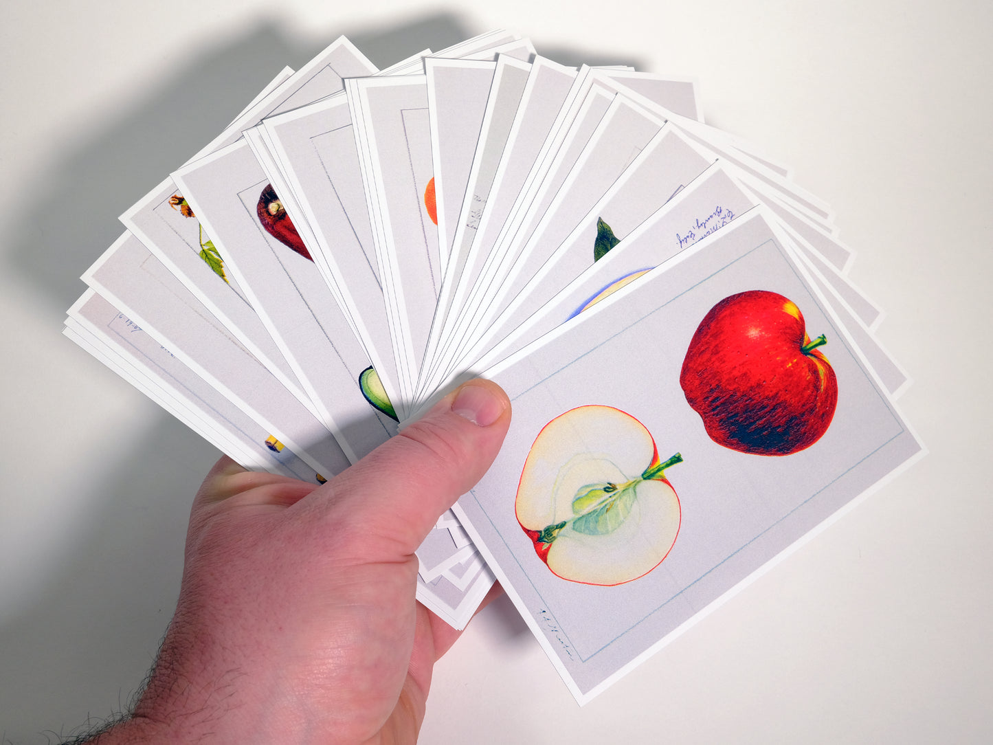 Vintage Fruits Postcards - Set of 25