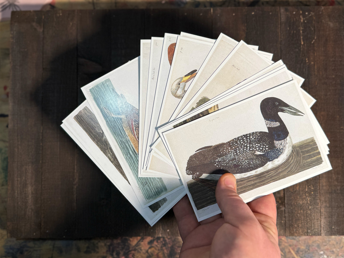 18th Century British Waterfowl Postcards - Set of 15