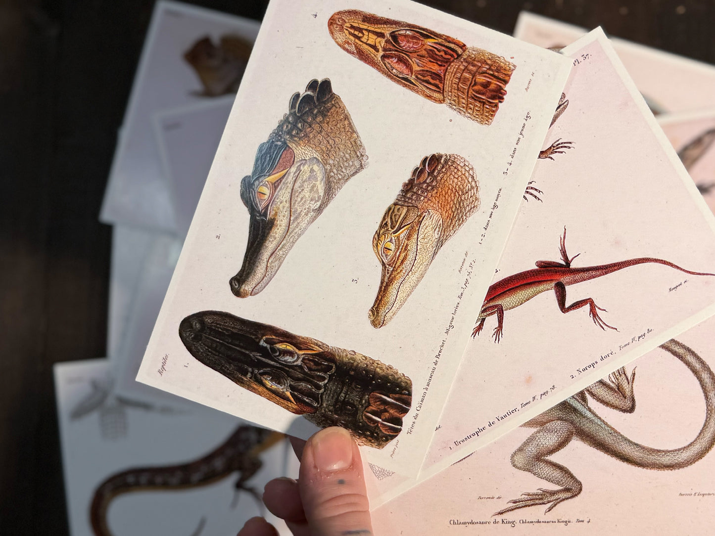Reptiles and Lizards Postcards - Set of 15