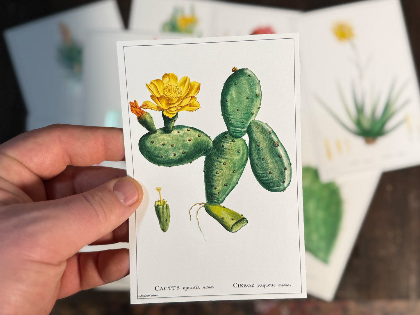 Cacti and Succulent Postcards - Set of 10