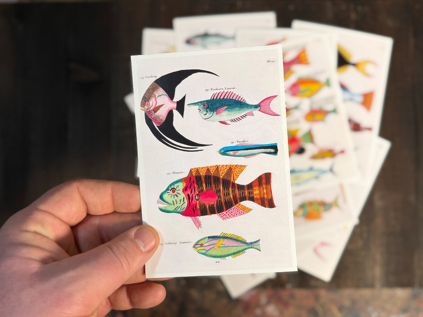 Exotic Fish Art Postcards - Set of 15
