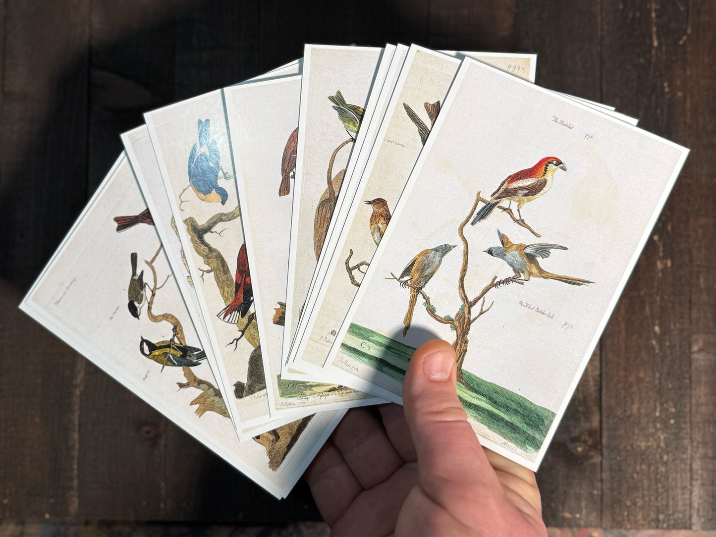 18th-Century British Bird Postcards - Set of 10