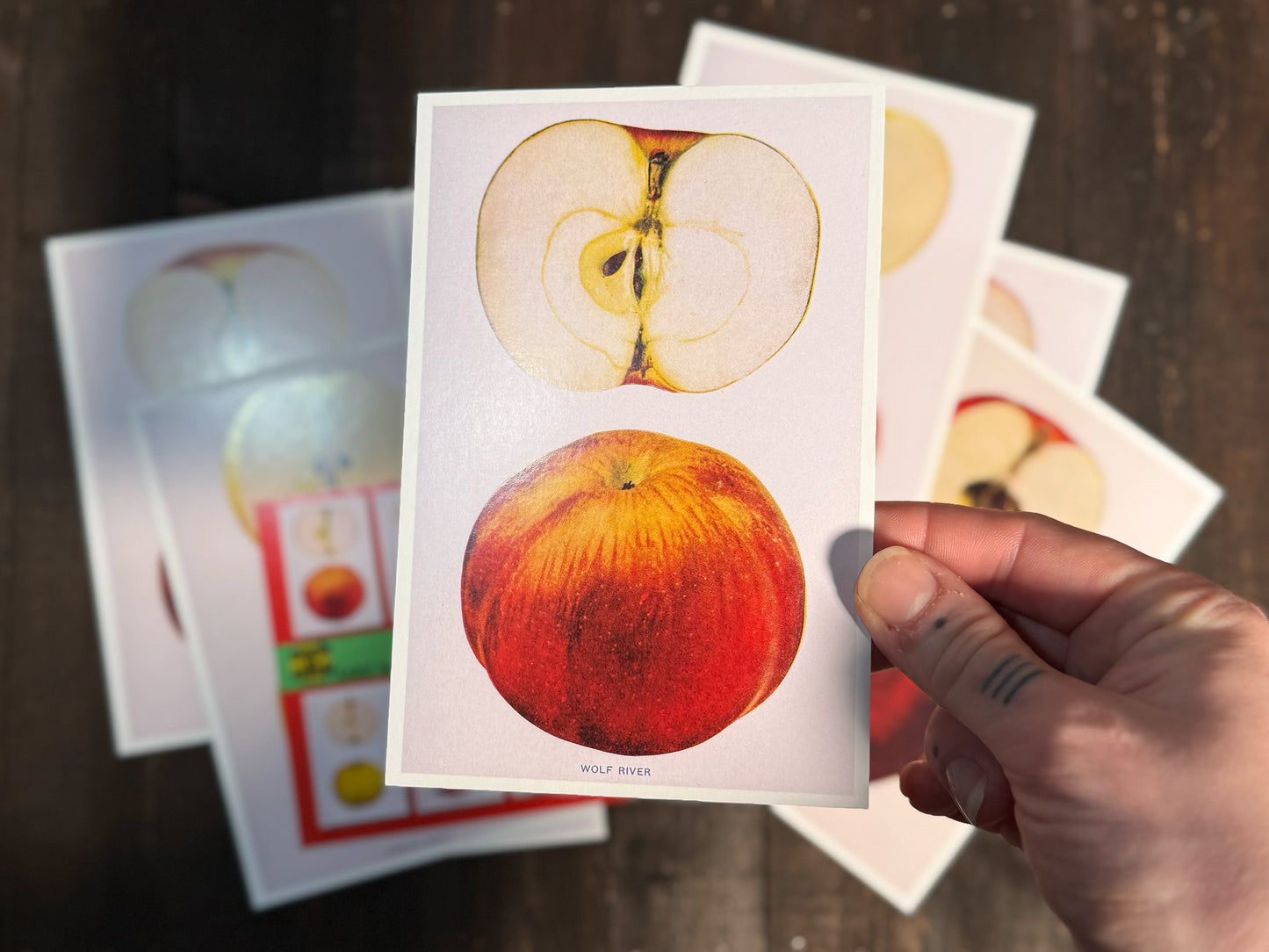 Heirloom Apples Postcards - Set of 10