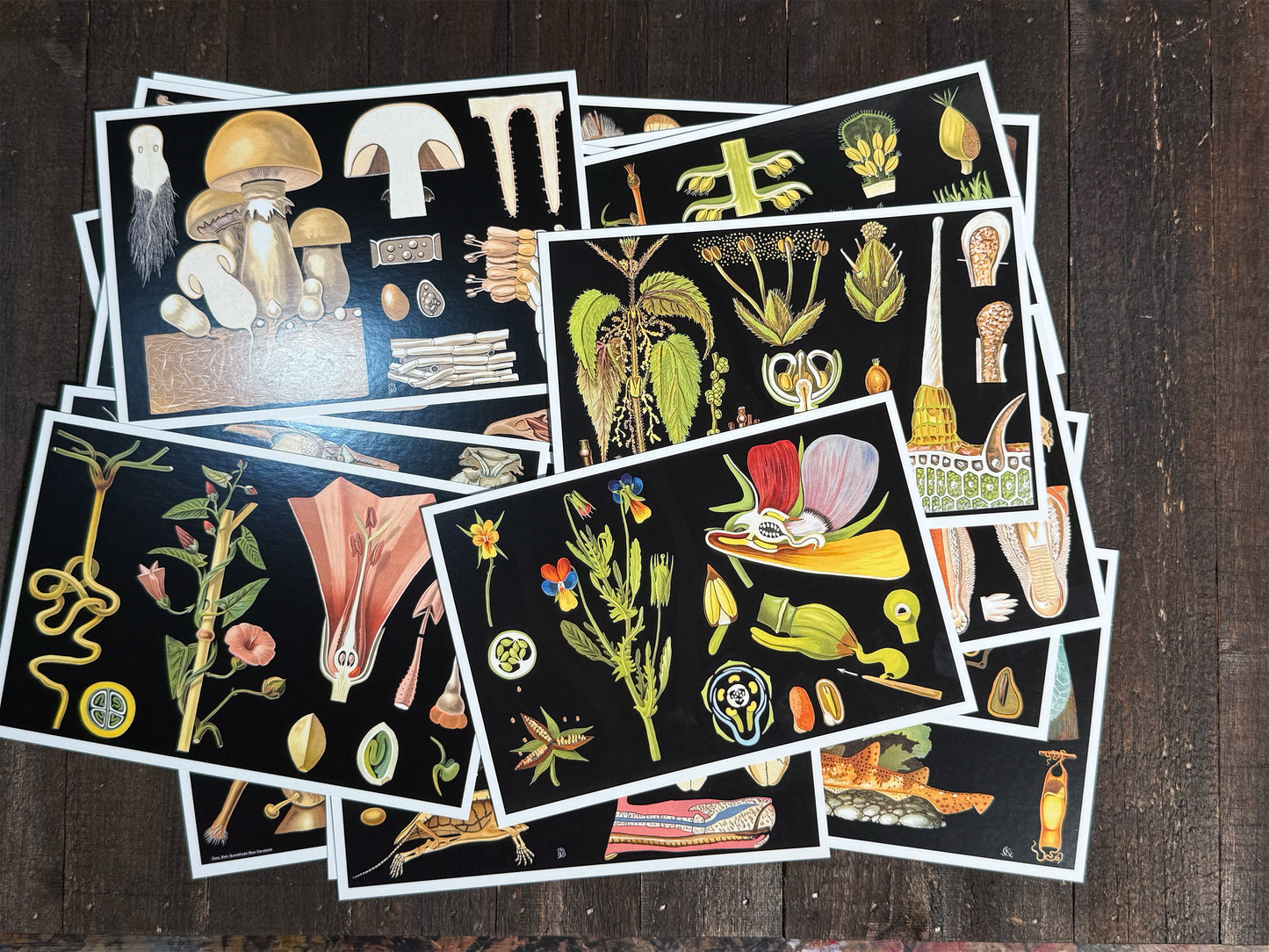Natural Wonders Postcards Pack (3) - Set of 20