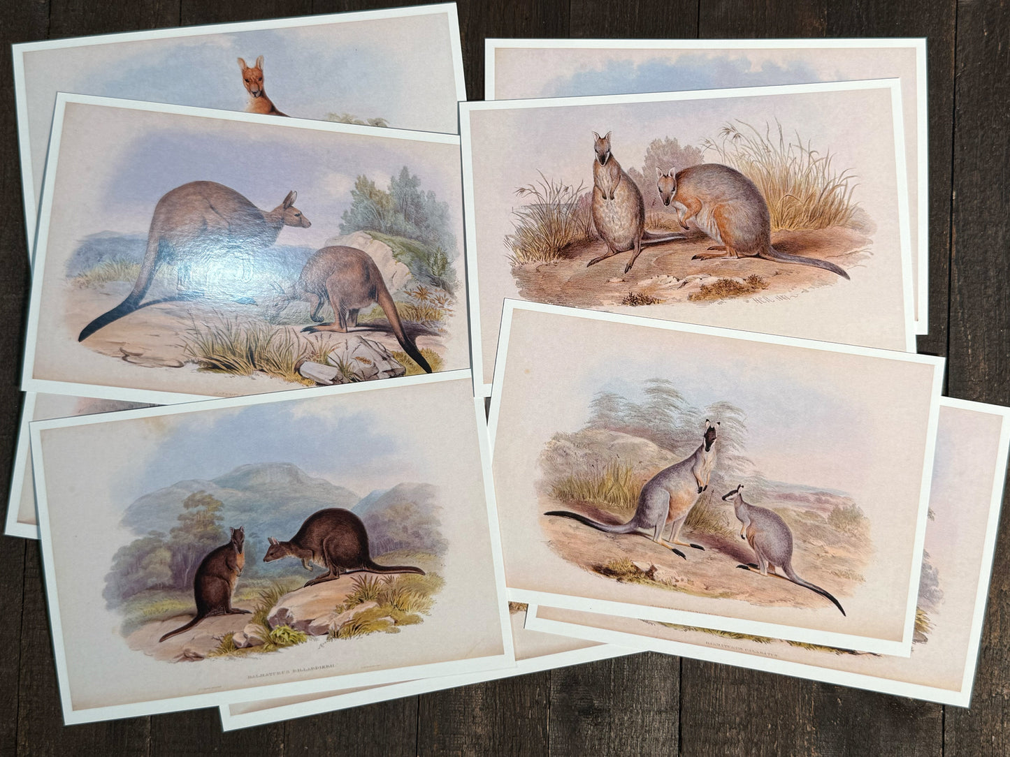 Vintage Kangaroo & Wallaby Postcards - Set of 10