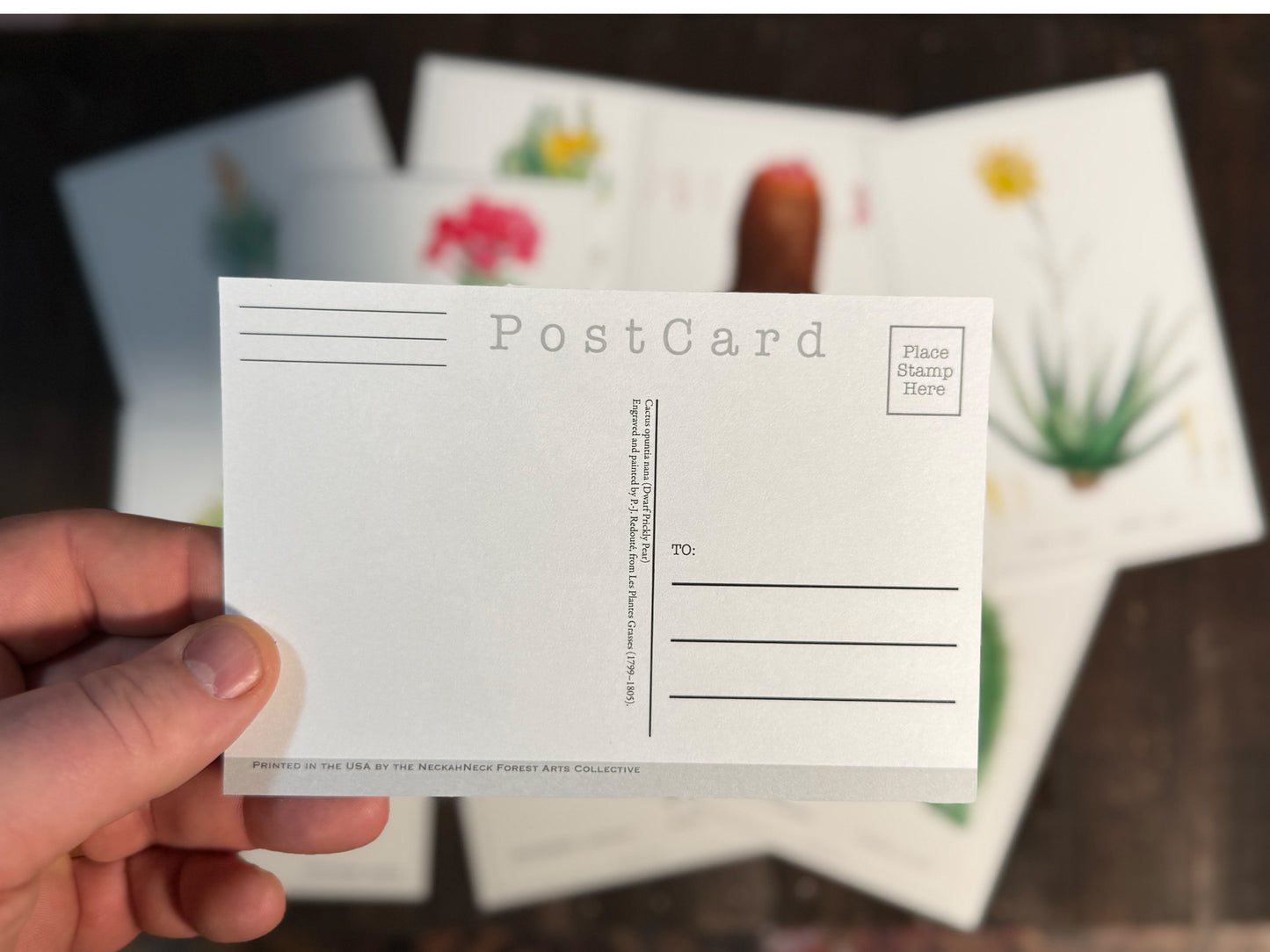 Cacti and Succulent Postcards - Set of 10