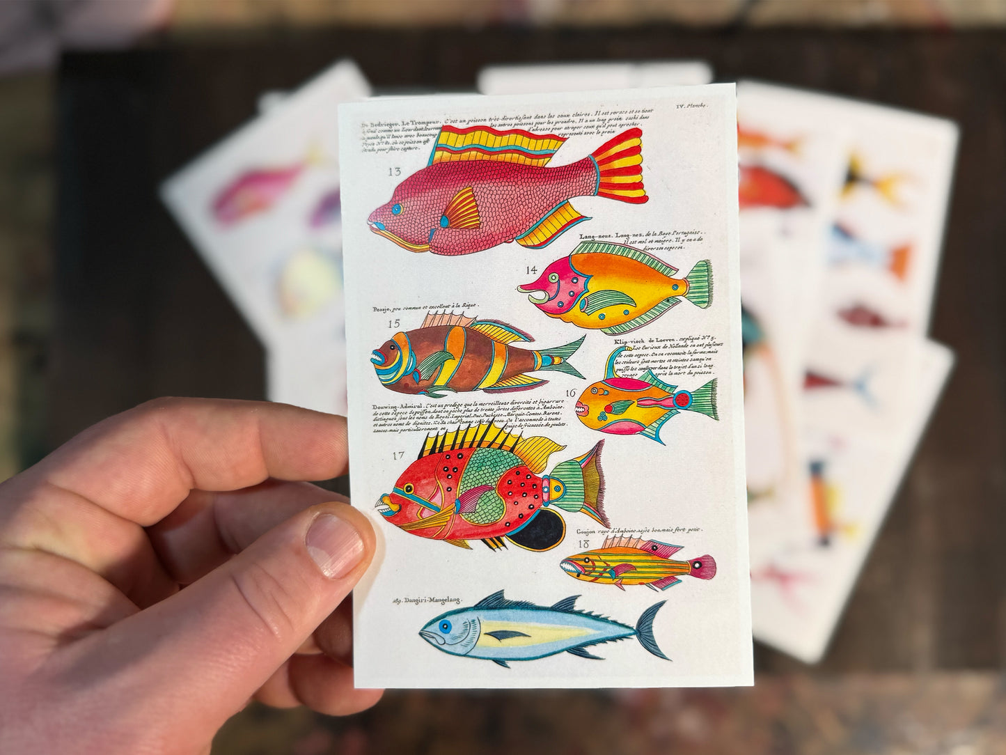 Exotic Fish Art Postcards - Set of 15