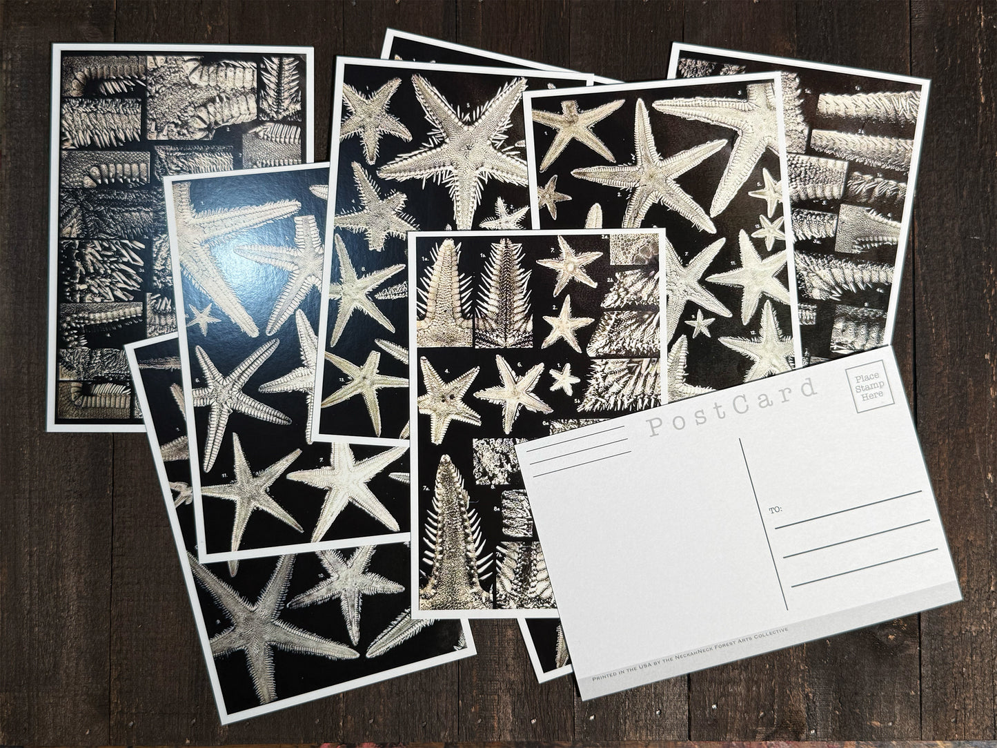 Antique Seastar Scientific Illustrations Postcards - Set of 10