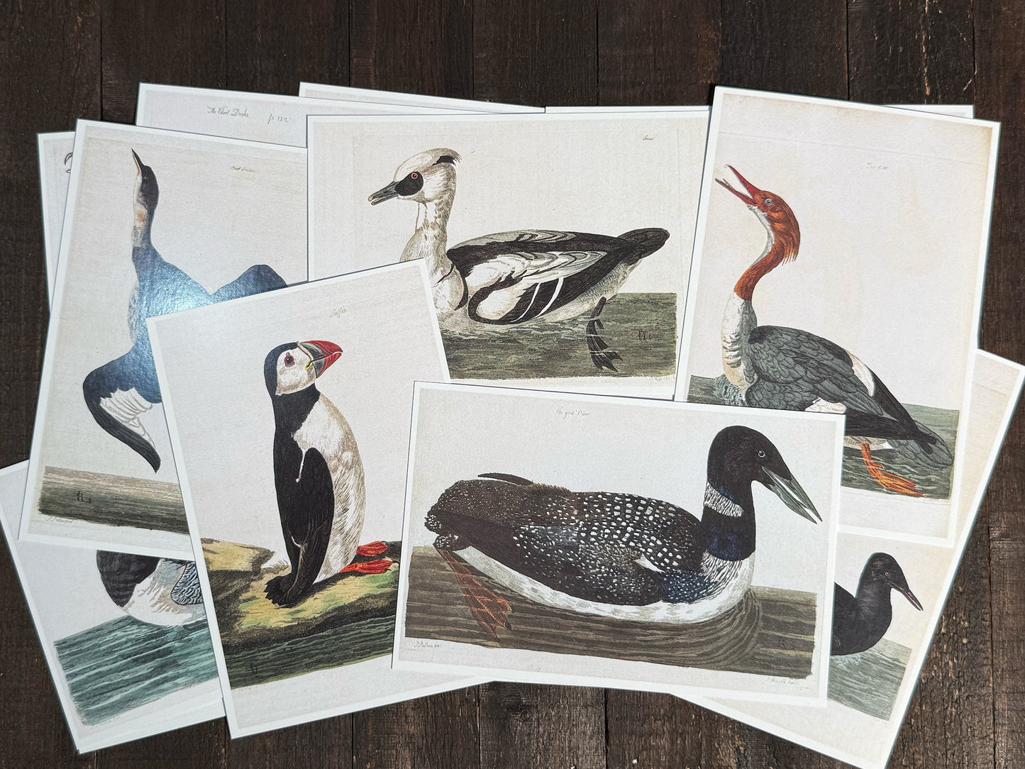 18th Century British Waterfowl Postcards - Set of 15