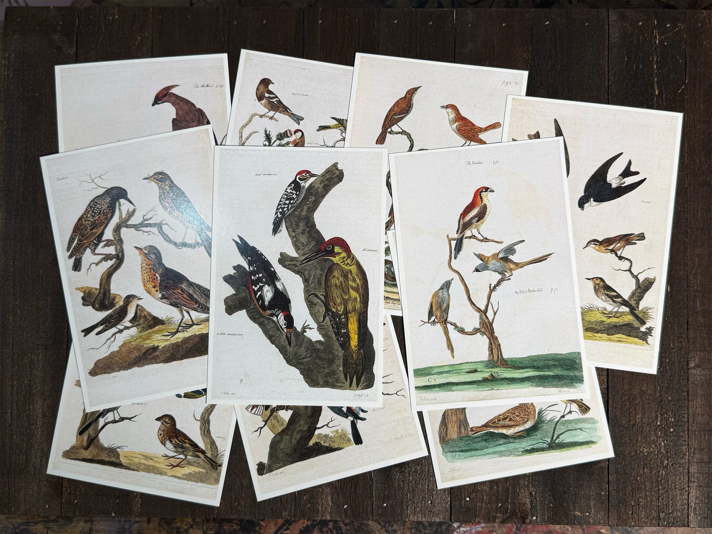 18th-Century British Bird Postcards - Set of 10