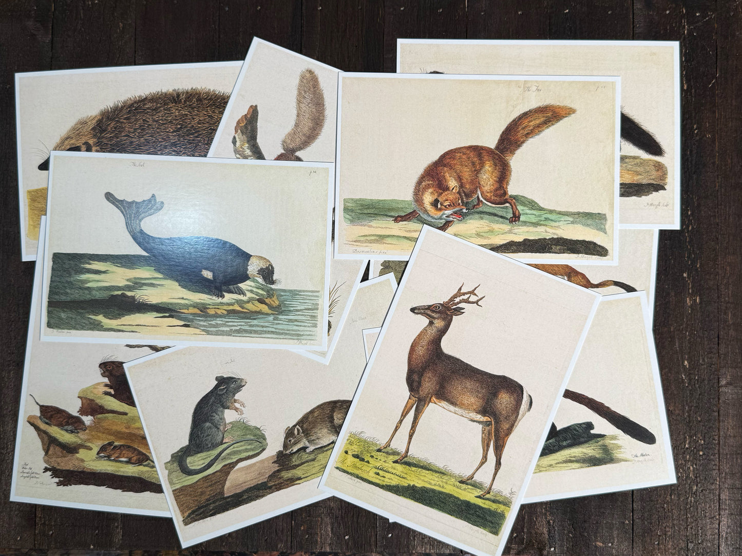 Vintage Mammals Postcards - Set of 10