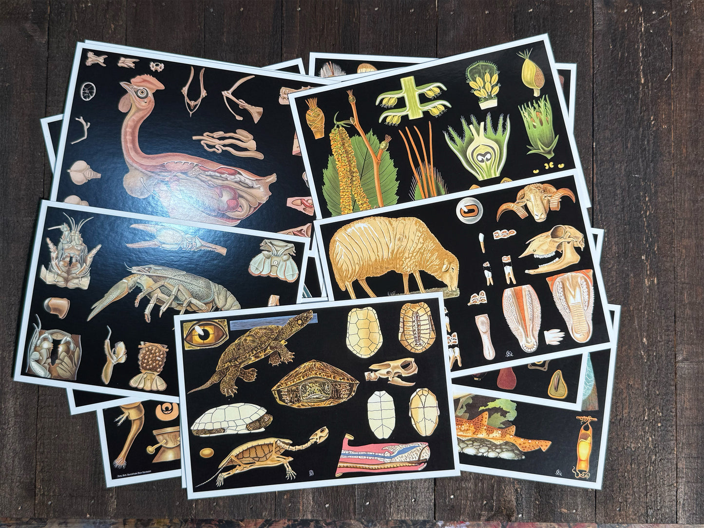 Natural Wonders Postcards Pack (3) - Set of 20