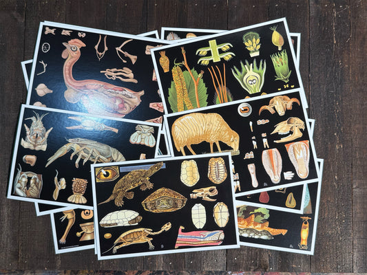 Natural Wonders Postcards Pack (3) - Set of 20