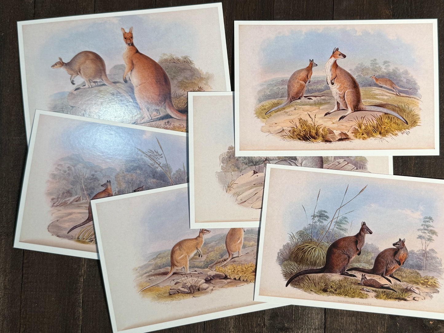 Vintage Kangaroo & Wallaby Postcards - Set of 10