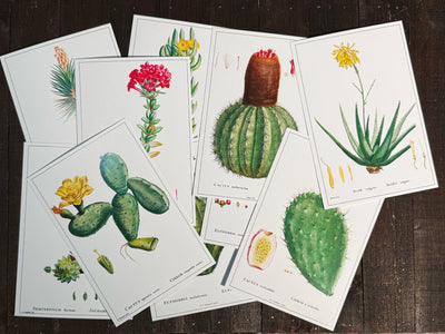 Cacti and Succulent Postcards - Set of 10