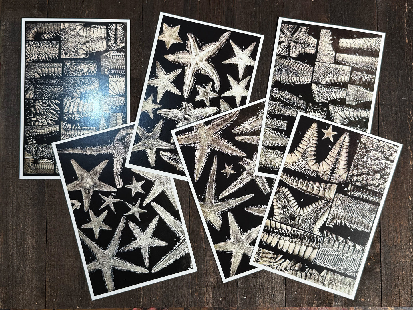 Antique Seastar Scientific Illustrations Postcards - Set of 10