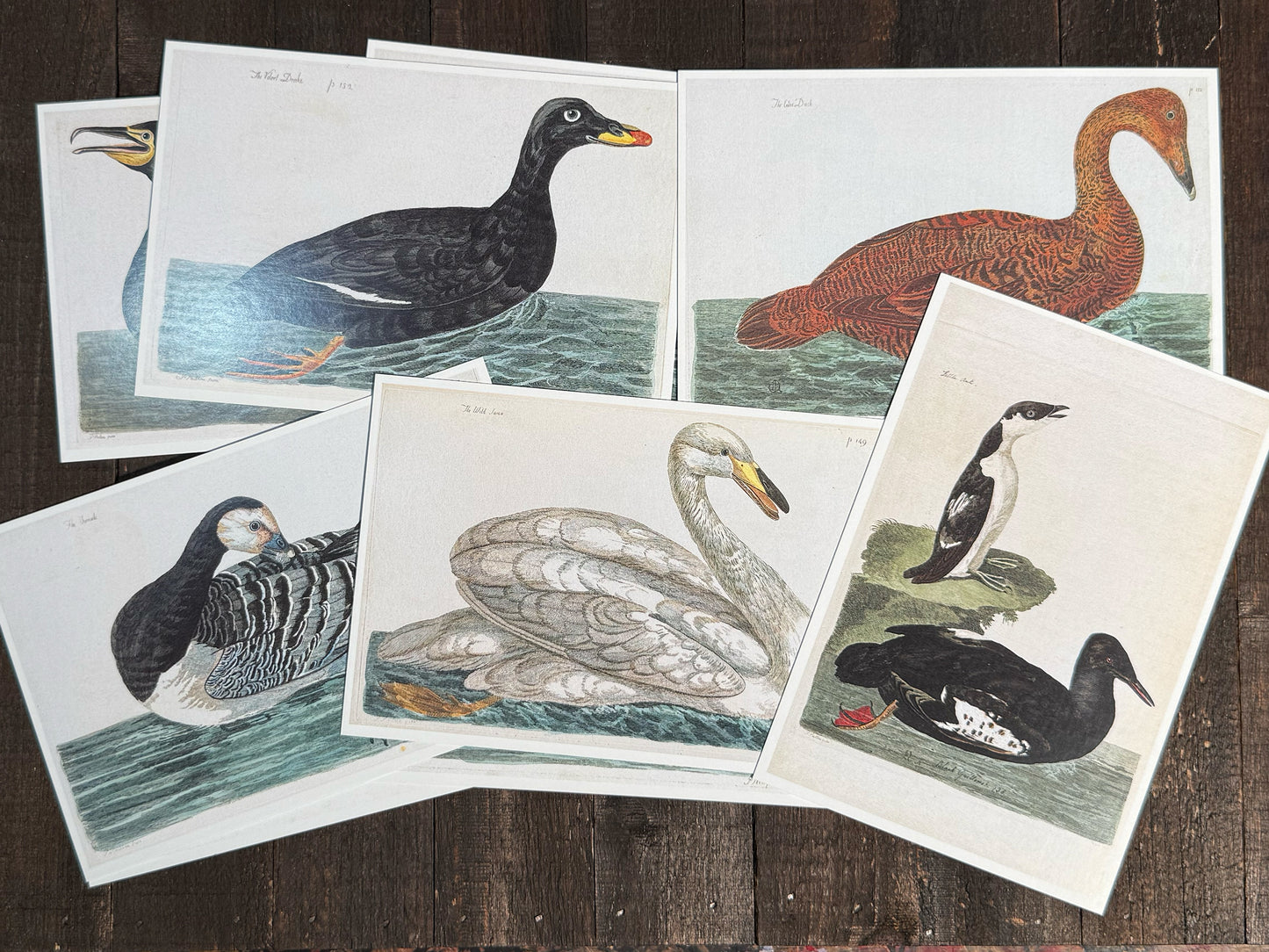 18th Century British Waterfowl Postcards - Set of 15