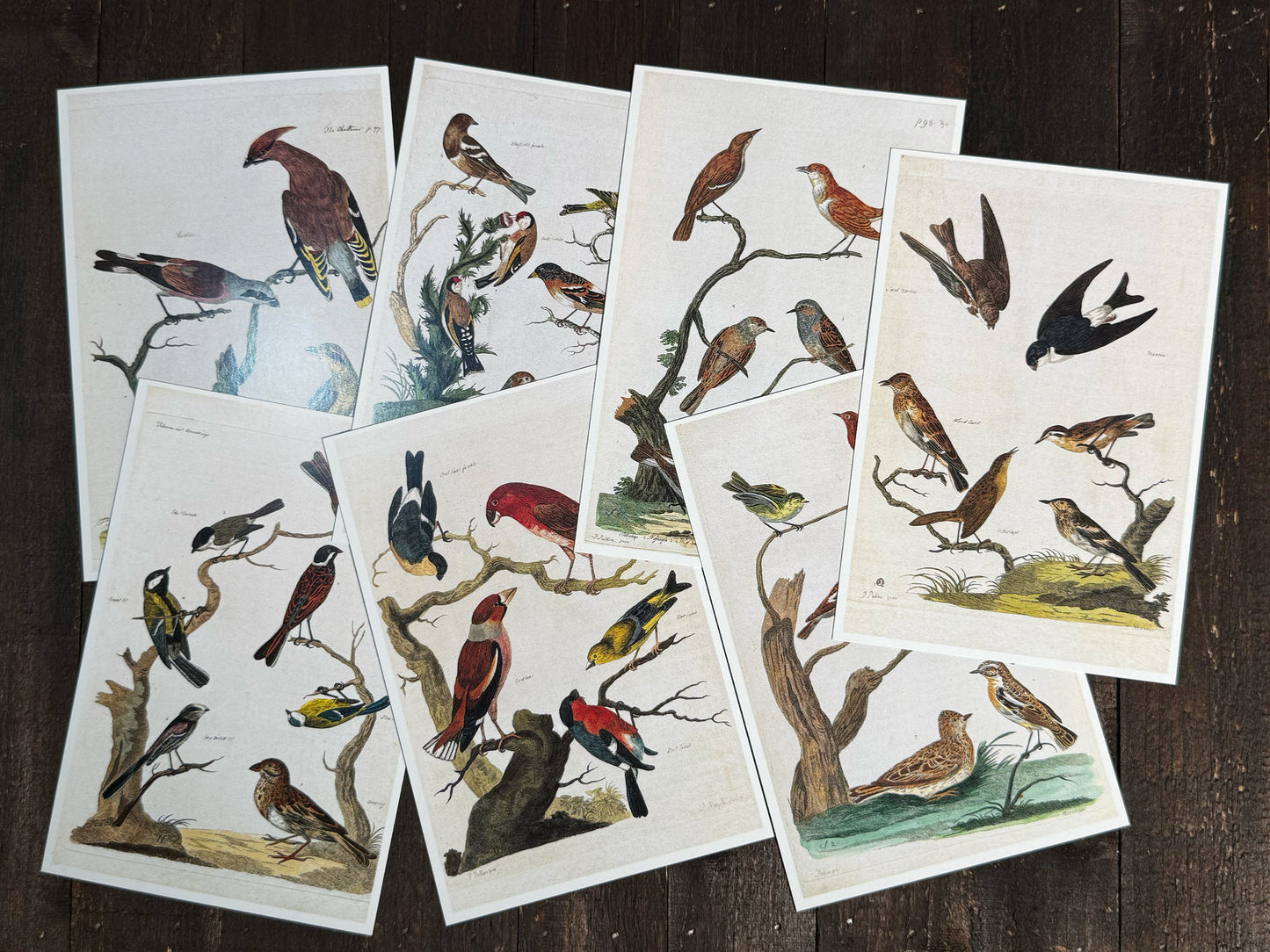 18th-Century British Bird Postcards - Set of 10