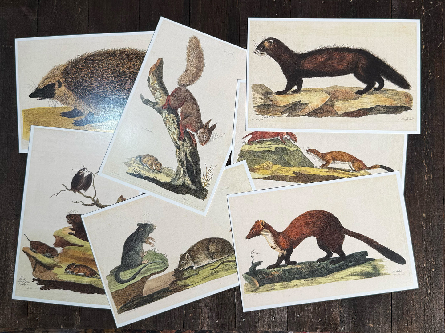 Vintage Mammals Postcards - Set of 10