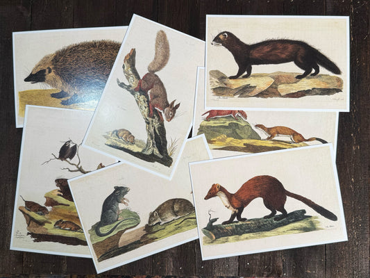 Vintage Mammals Postcards - Set of 10