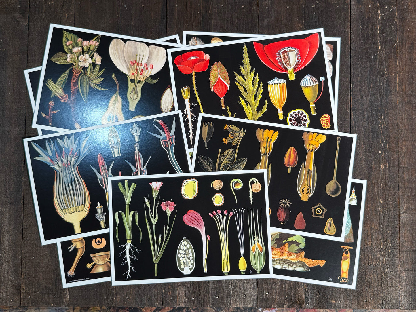 Natural Wonders Postcards Pack (3) - Set of 20