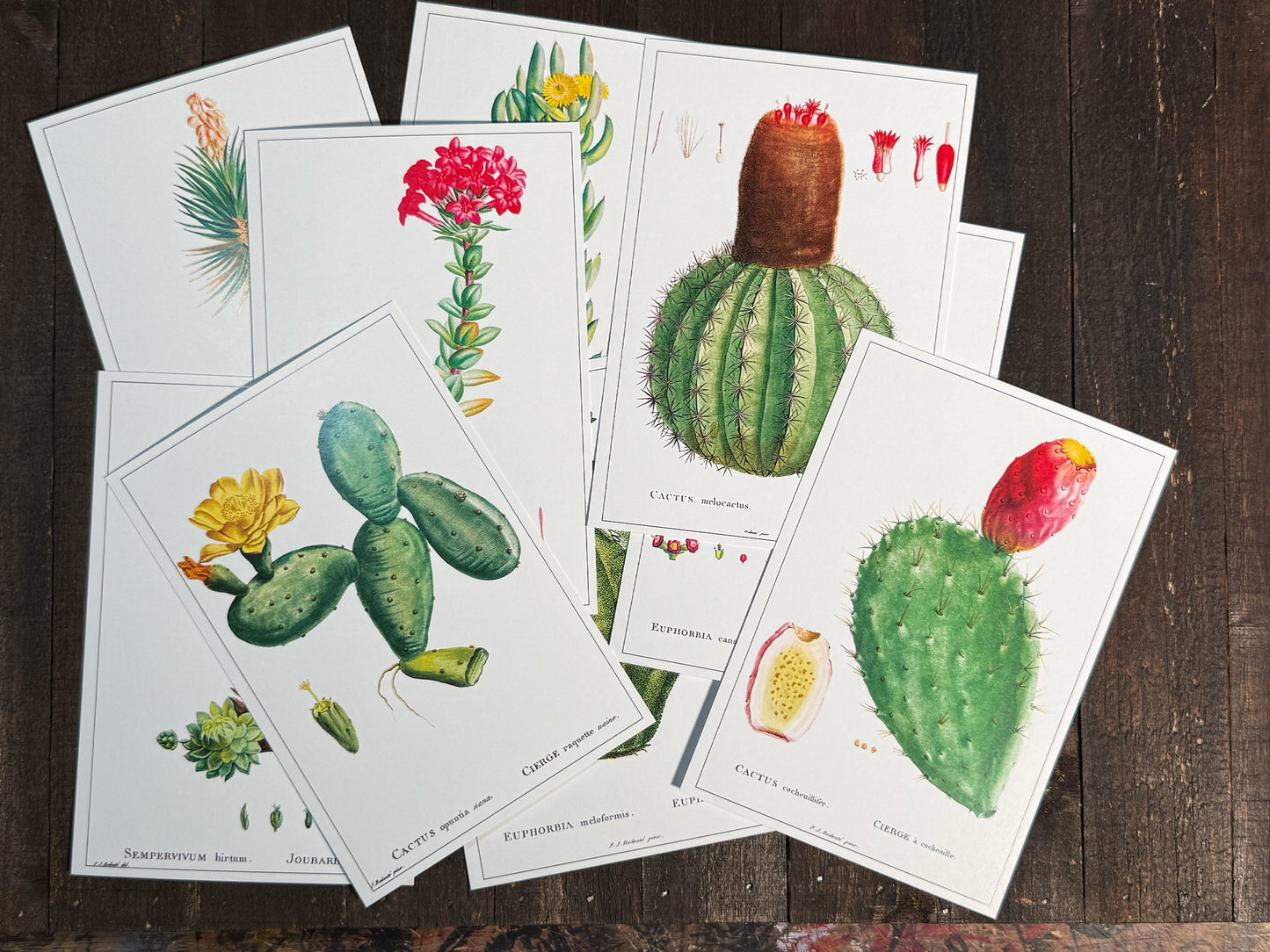 Cacti and Succulent Postcards - Set of 10