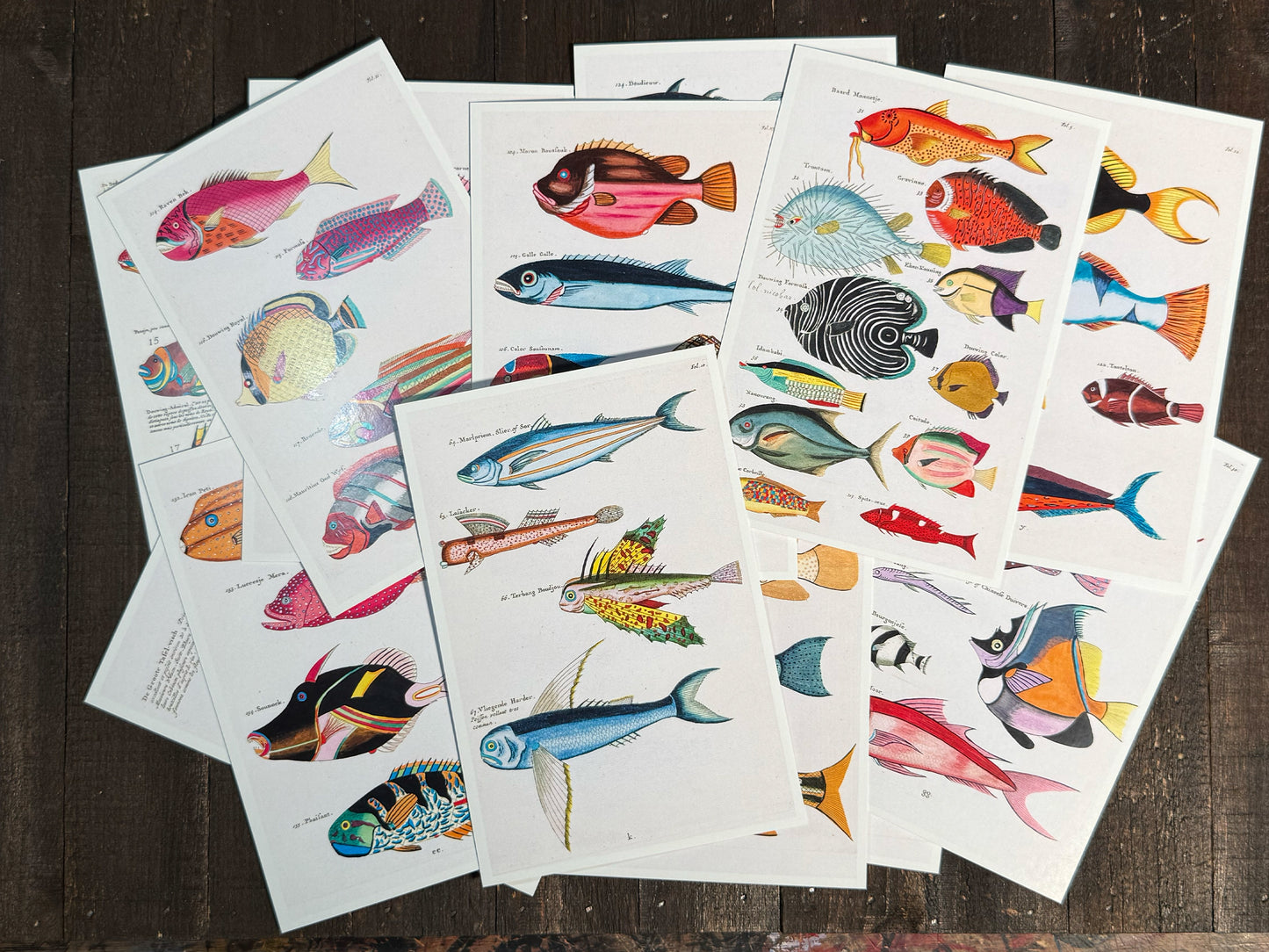 Exotic Fish Art Postcards - Set of 15