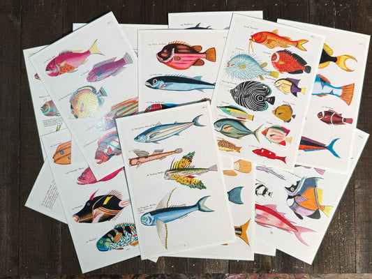 Exotic Fish Art Postcards - Set of 15
