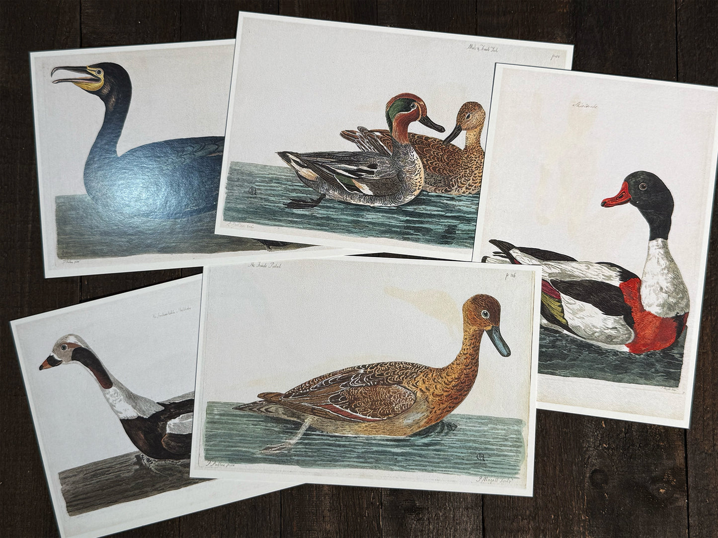 18th Century British Waterfowl Postcards - Set of 15