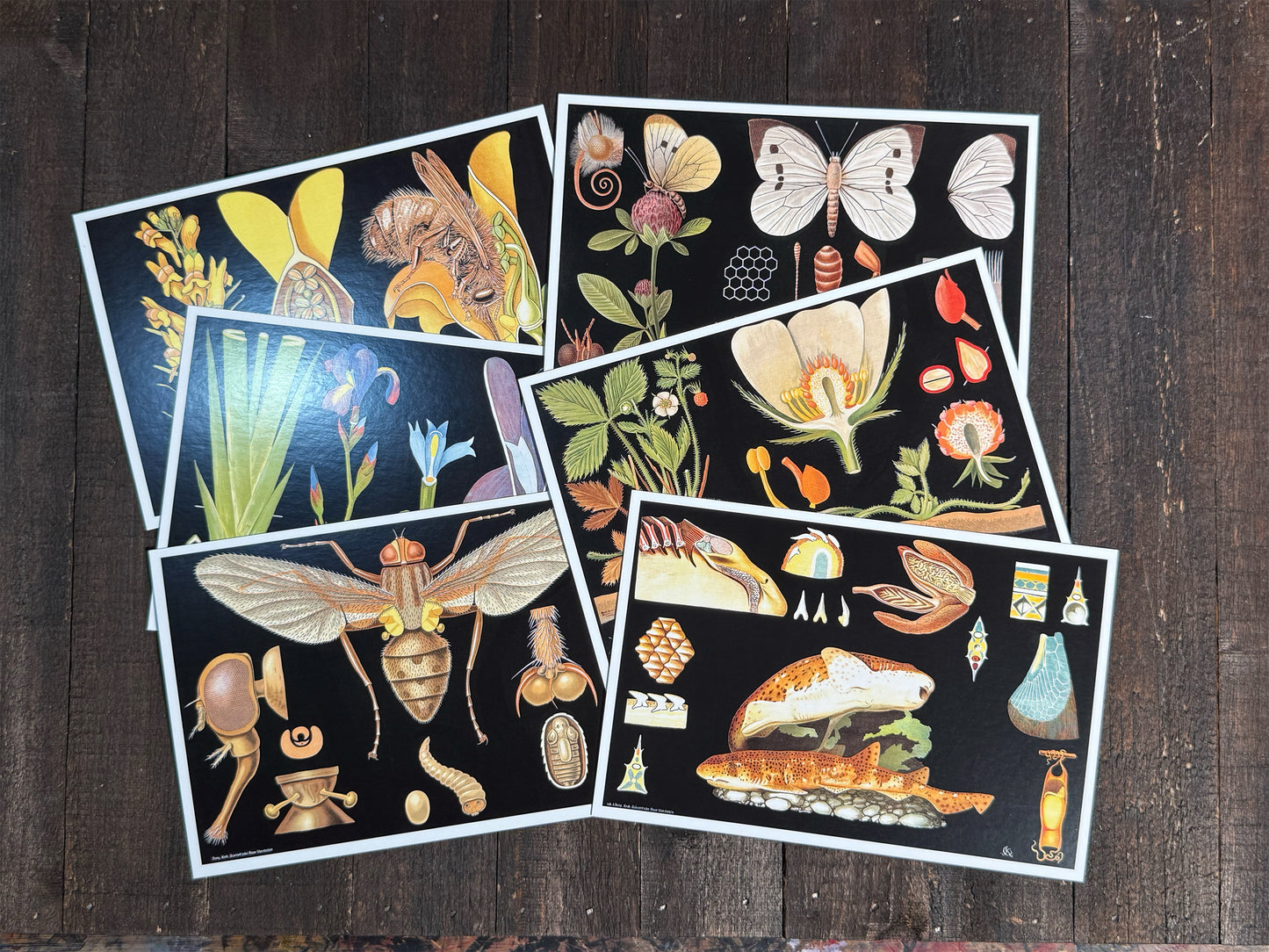 Natural Wonders Postcards Pack (3) - Set of 20