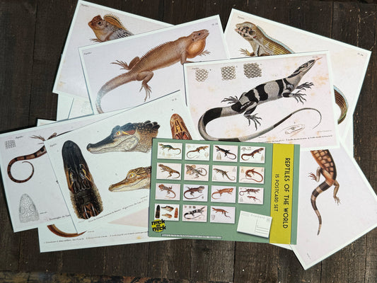 Reptiles and Lizards Postcards - Set of 15