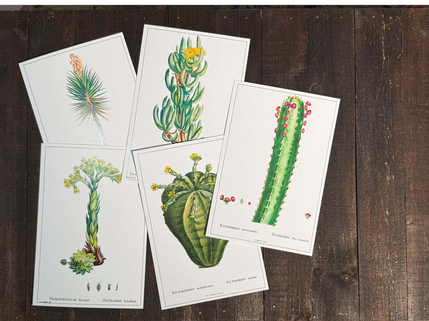 Cacti and Succulent Postcards - Set of 10