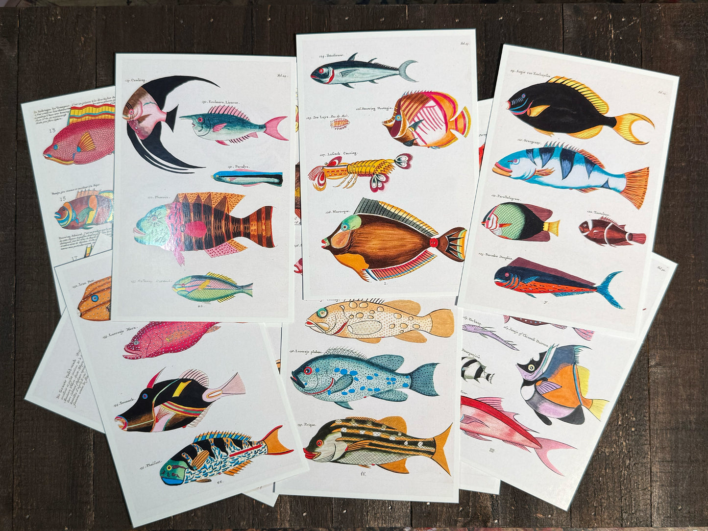 Exotic Fish Art Postcards - Set of 15