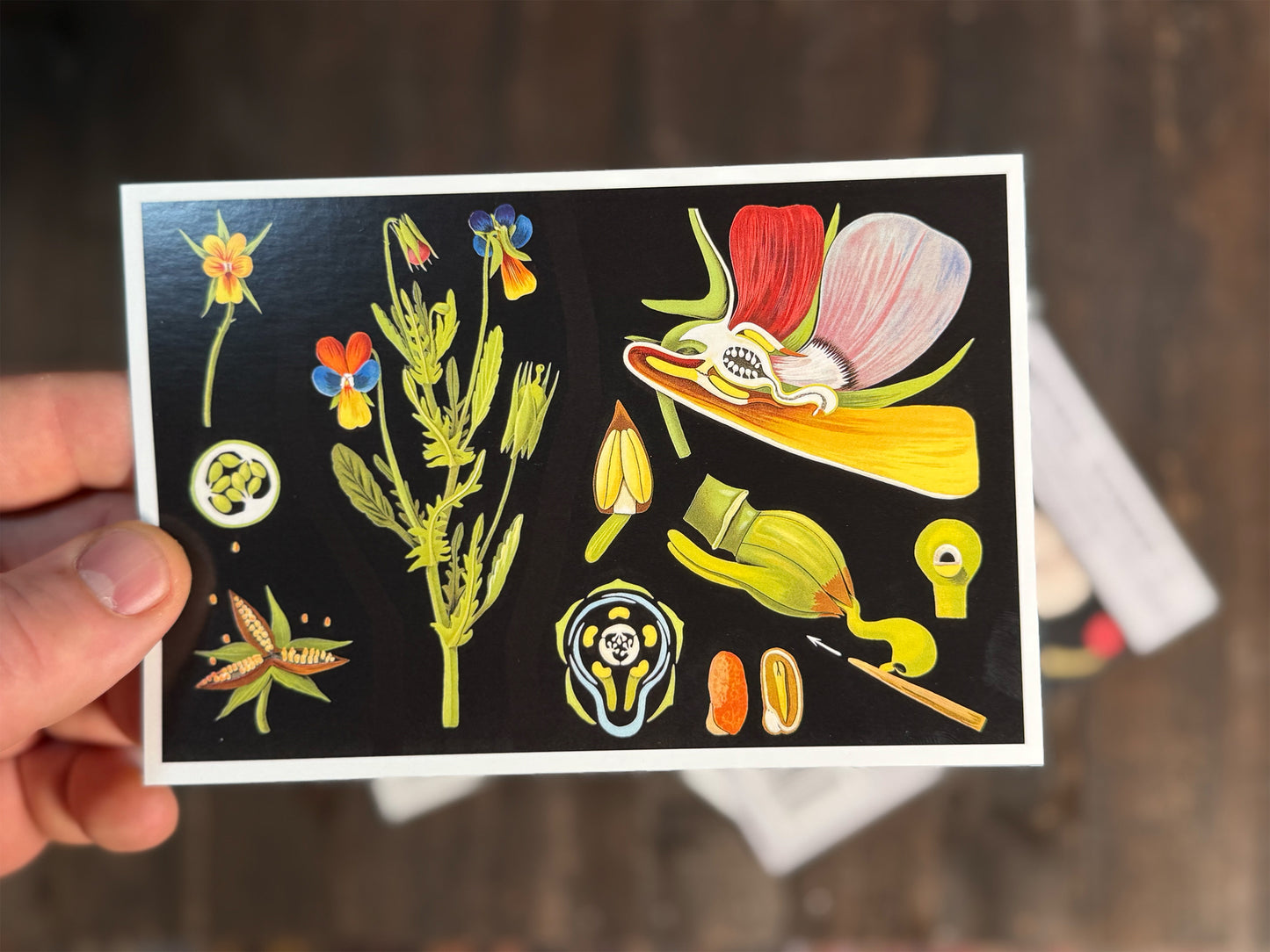 Natural Wonders Postcards Pack (3) - Set of 20