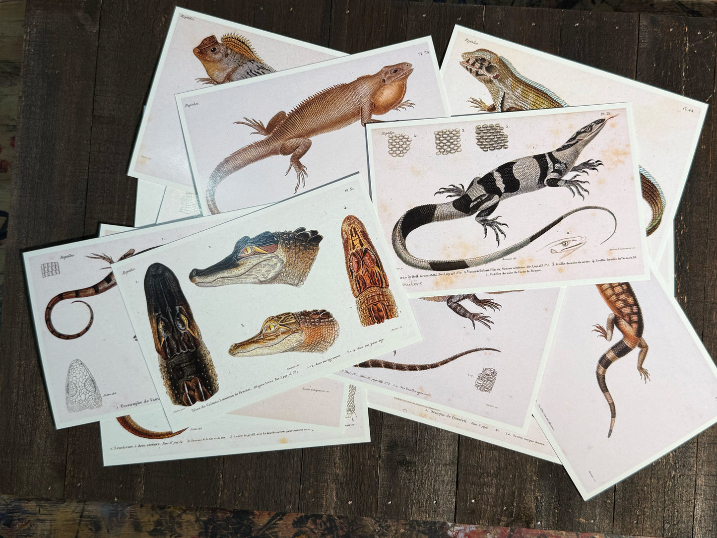 Reptiles and Lizards Postcards - Set of 15