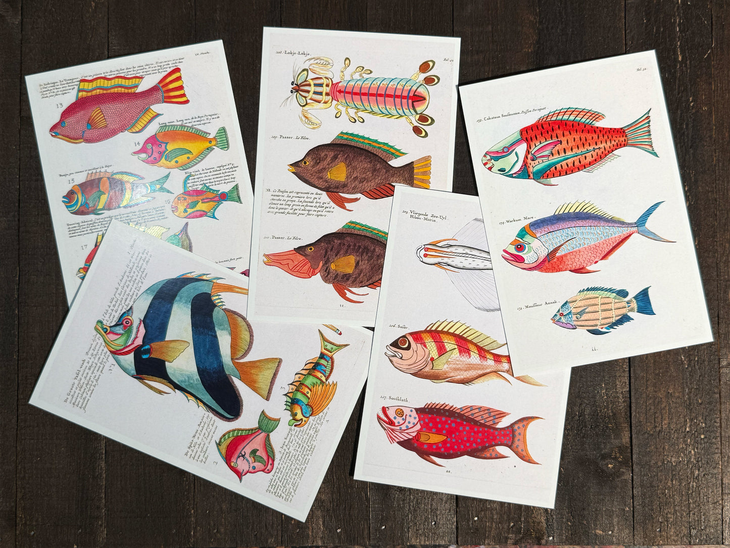 Exotic Fish Art Postcards - Set of 15